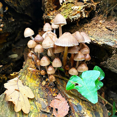 Grooved bonnet mushroom cluster photographed at Kedleston Hall Derbyshire