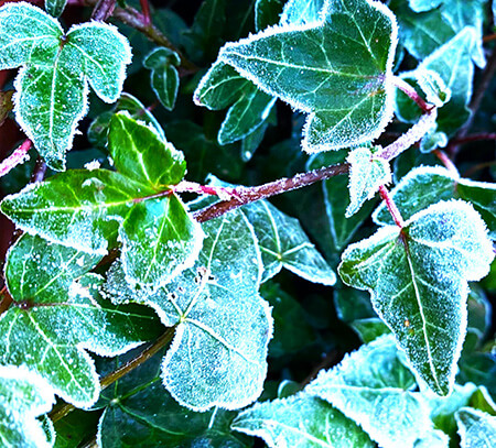 Frosted ivy photographed in my back garden