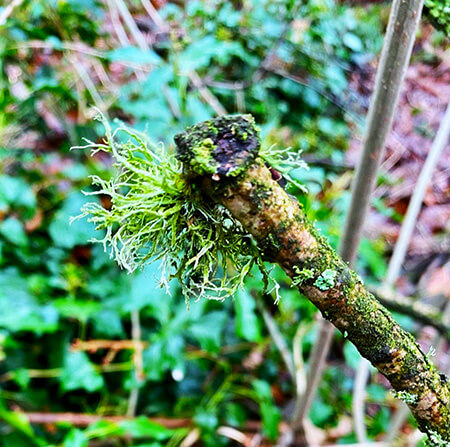 Lichen and ivy photographed at Chaddesden Woods