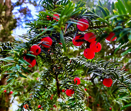 Yew tree with berries photographed at Elvaston Castle Derbyshire