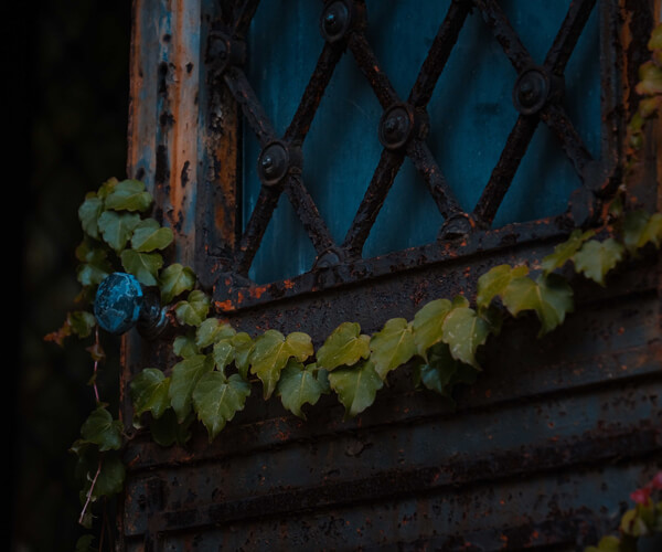 Ivy growing on old door