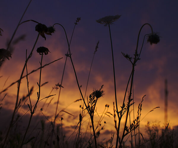 Meadow at Sunset